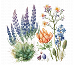 Bluebonnets Watercolor Clipart - Texas State Flower