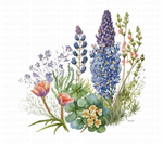 Bluebonnets Watercolor Clipart - Texas State Flower