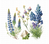 Bluebonnets Watercolor Clipart - Texas State Flower