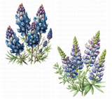 Bluebonnets Watercolor Clipart - Texas State Flower
